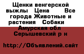 Щенки венгерской выжлы › Цена ­ 1 - Все города Животные и растения » Собаки   . Амурская обл.,Серышевский р-н